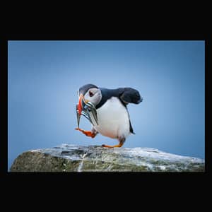 PUFFIN WITH SAND EELS, FAROE ISLANDS - POSTER puffin sandeels faroe islands