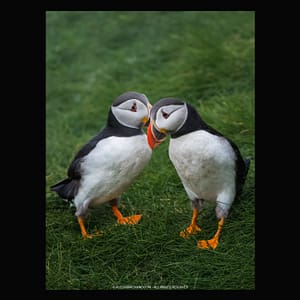 COUPLE OF PUFFINS WHISPERING, FAROE - FILE DOWNLOAD puffins couple faroe islands