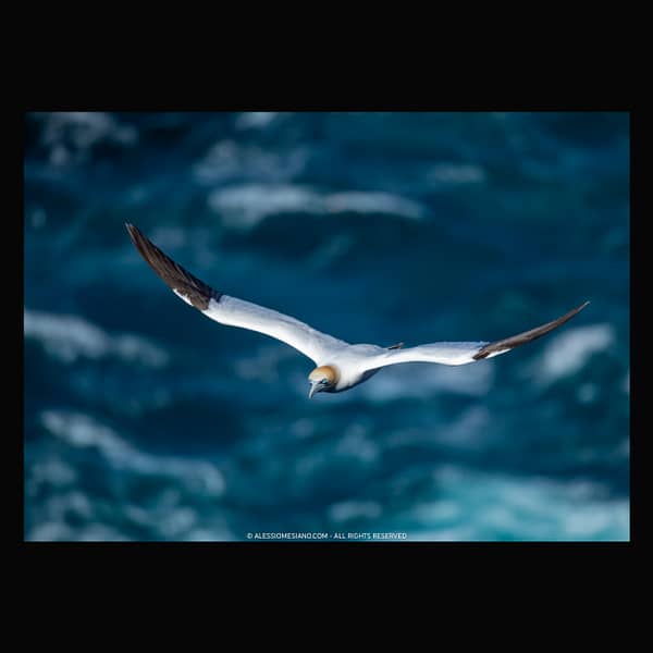 GANNET FLYING ABOVE THE OCEAN, FAROE - POSTER gannet flying faroe islands