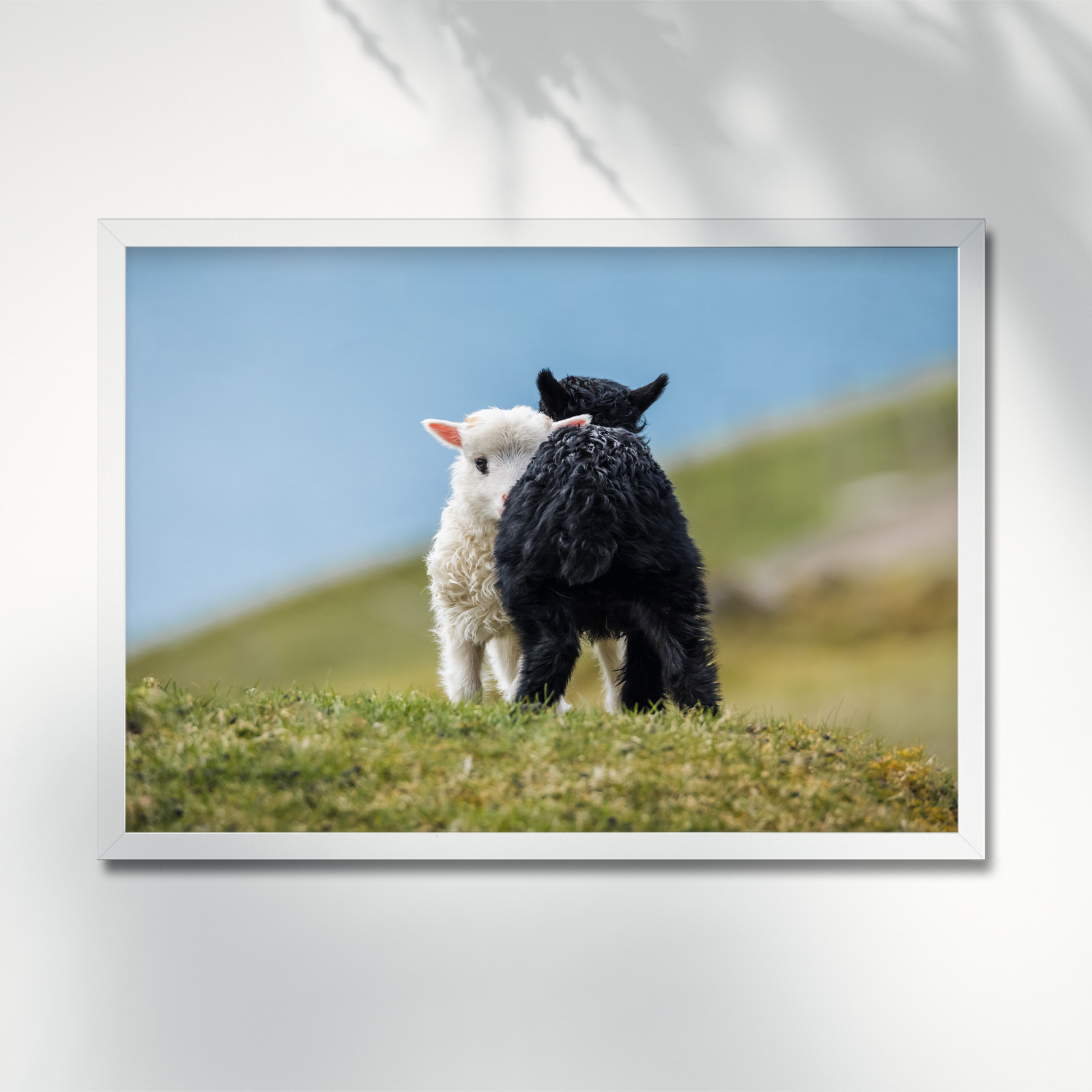 sweet-lambs-couple-portrait-faroe-islands-poster-frame-6305