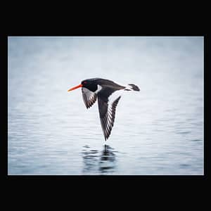 OYSTERCATCHER FLYING ABOVE THE WATER, FAROE - POSTER oystercatcher flying faroe islands