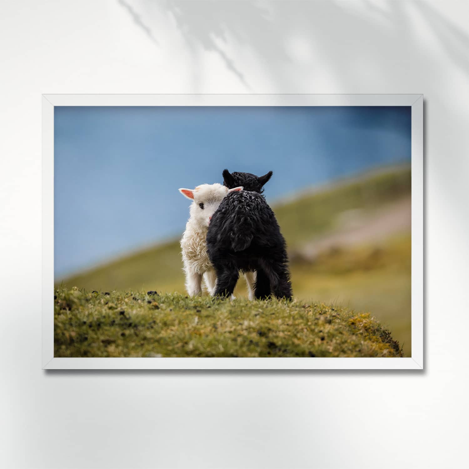 BLACK AND WHITE COUPLE OF LAMBS, FAROE ISLANDS - POSTER lambs sheep couple portrait poster frame