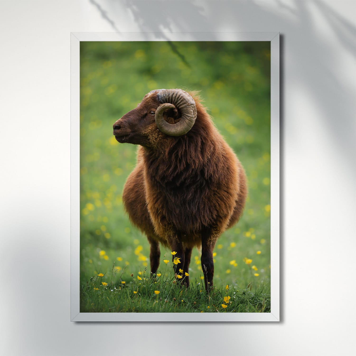RAM PROFILE, FAROE ISLANDS - POSTER ram sheep profile poster frame