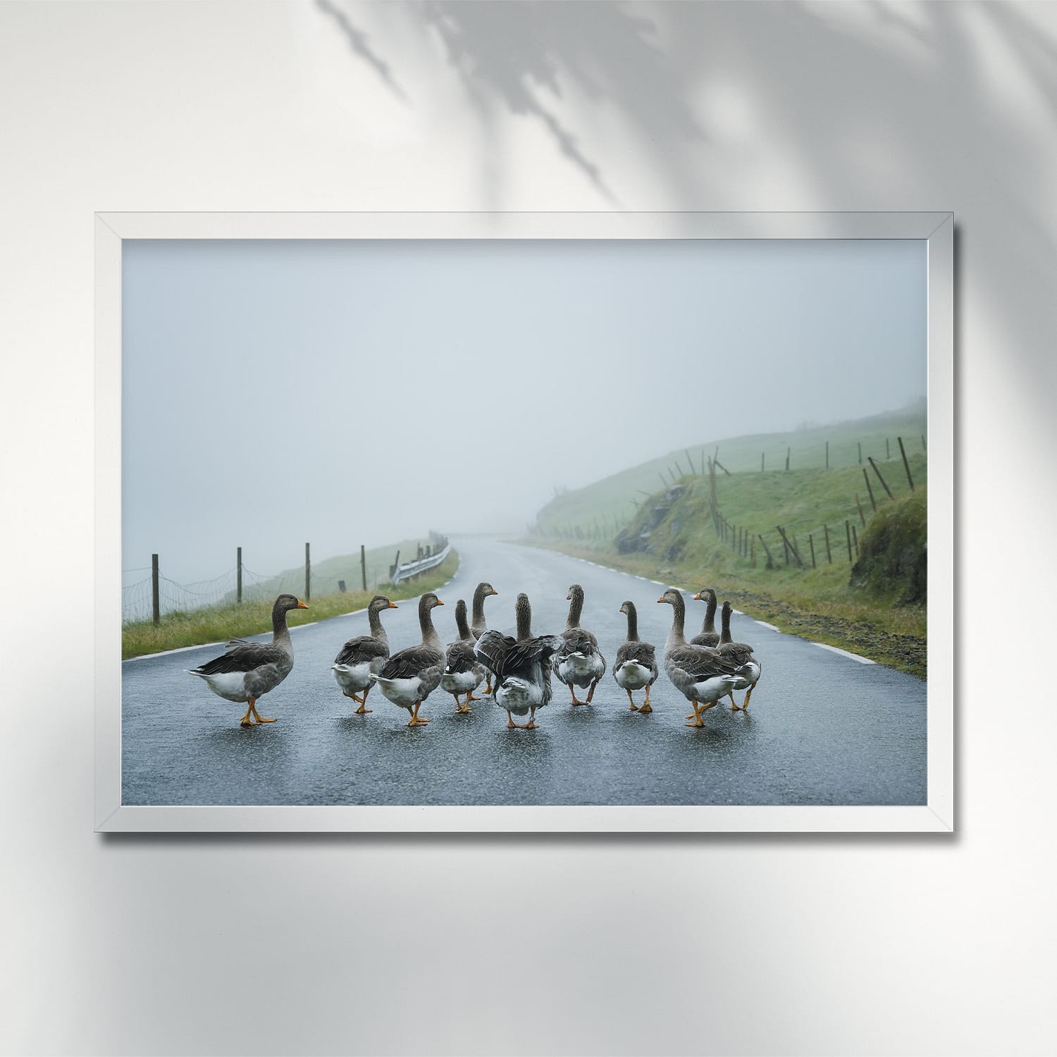 GEESE WALKING ON THE ROAD, FAROE ISLANDS - POSTER geese walking road foggy faroe islands poster frame 21664