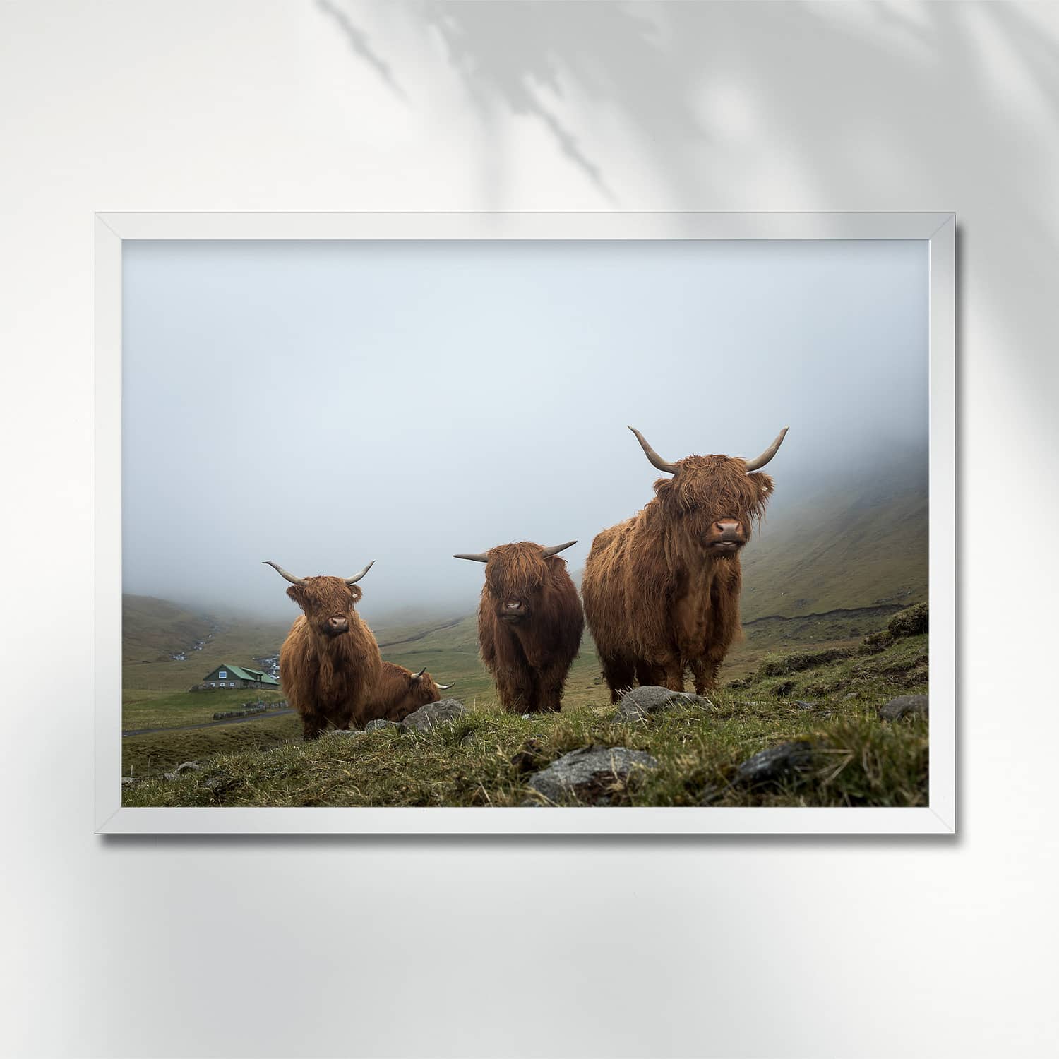 HIGHLANDER COWS ON A FOGGY DAY, FAROE ISLANDS - POSTER highlander cows foggy valley faroe islands 0025